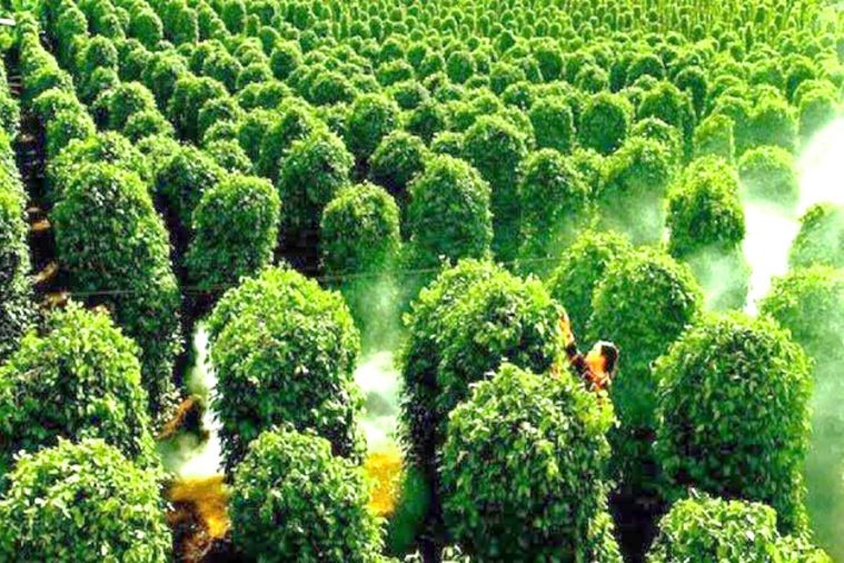 Vườn Hồ Tiêu - Phú Quốc